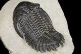 Detailed Hollardops Trilobite - Visible Eye Facets #154324-4